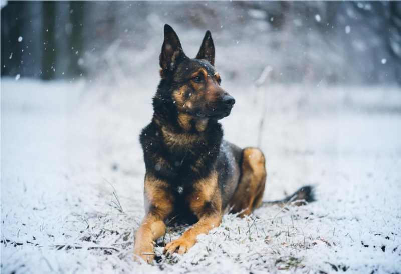 Německý ovčák: Oddaný ochránce